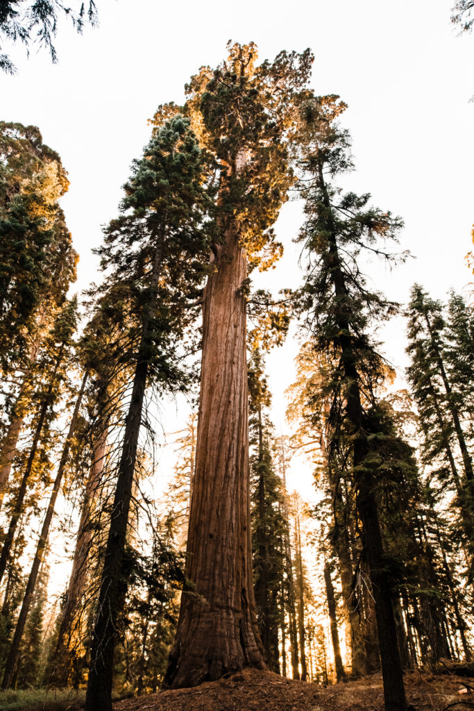 The view of the lush Redwoods, a dream California elopement destination